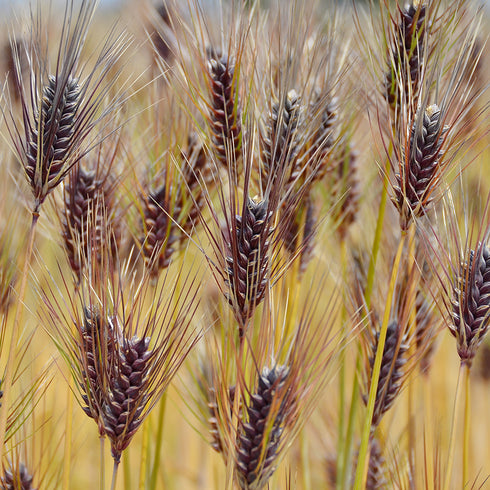 国産もち麦 240g