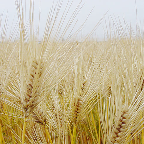 はったい粉(砂糖・生姜入り) 128g(32g×4)