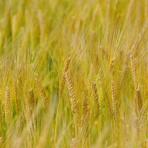 国産もち麦 240g